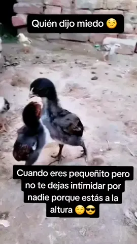 #pollito #quiendijomiedo #chaparrito #pelea #guerrero 