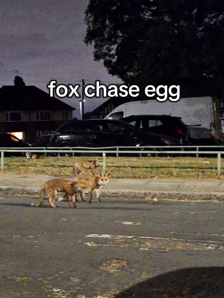 the different stages of nightly fox visits #wildlife #foxesoftiktok #fox #animal #animals 