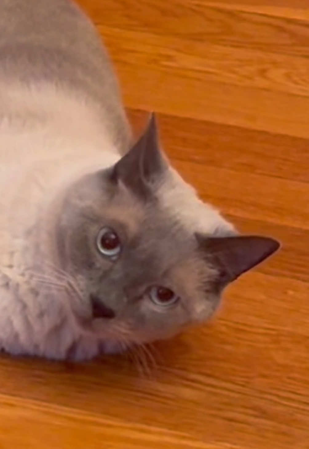 @Bad Bunny is my cat’s comfort creator 