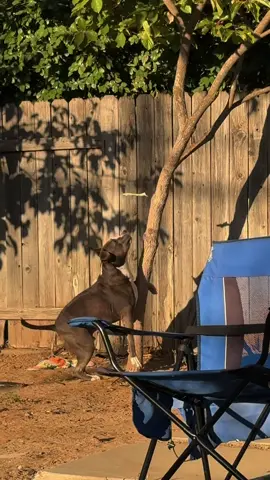the smartest dum dum there ever wassss 🐕 #scentwork #samosathepittie #pittielove