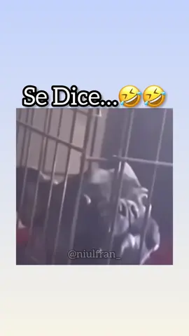 Lo que Dijo vs Lo que entiendo!🤣🤣🤣 sigue mi nuevo tiktok @Niulfran Frankeny  #paratii #humor 
