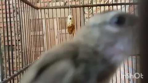 Suara Panggilan Trucukan jantan Suara Pintar Bahan untuk Pancingan Trucukan Gacor Jantan Bahan  Pancingan Trucukan Gacor Ropel ini bisa menaikkan Emosi trucuk muda  trucuk sejenis apapun kalo dengar ini akan ikut bunyi ( trucuk malas , trucuk giras, akan ikut bunyi ) #trucukangacor  #trucukanropelrapat  #trucukantarung  #trucukanfighter  #burungkicau                      trucukan gacor dan trucukan ropel panjang ini AMPUH buat pancingan trucukan agar bunyi JADIKAN suara burung trucuk gacor NYAUT SEKETIKA Burung trucukan gacor  suara trucukan gacor trucuk betina memanggil jantan jogjog gacor suara burung trucukan crukcuk ropel pancingan trucuk suara burung jogjog masteran trucukan suara trucuk trucuk ropel trucukan gacor full isian trucuk ropel panjang trucukan gacor, trucukan gacor  betina, trucukan gacor ropel, trucukan gacor ropel panjang, trucukan gacor garuda, trucukan gacor ngerol, trucukan gacor isian murai,trucukan ropel, masteran trucukan murai batumasteran trucukan, masteran trucukan malam hari,  masteran trucuk gacor, masteran trucukan isian murai, masteran   garuda, masteran  pagi hari, masteran trucukan muda,  trucukan betina, masteran trucukan ropel, masteran trucukan murai batu,pancingan trucukan, pancingan trucukan bahan, pancingan trucukan malam hari, pancingan trucukan ombyokan, pancingan trucukan ropel, pancingan trucukan betina, pancingan trucukan muda agar bunyi, pancingan trucukan pagi hari, pancingan trucukan gacor, pancingan trucukan Garuda