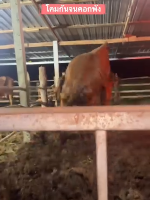 bull cow meeting 804 | #cowmeeting #foryou #pferdmeating #unfreezemyacount #bull bauernhofmeat 