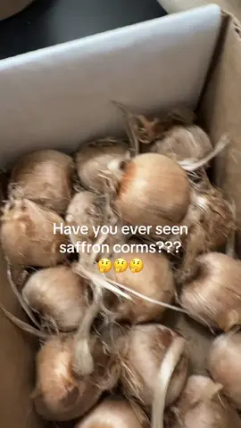 Gifted saffron corms!!  I’ve never tried growing saffron before so I’m excited!!!!  #saffron #spices #growingfood #gardening #plants 