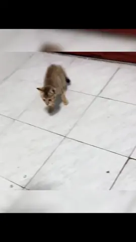 funniest cat moments 😂  #funnycat #cat #fyp 