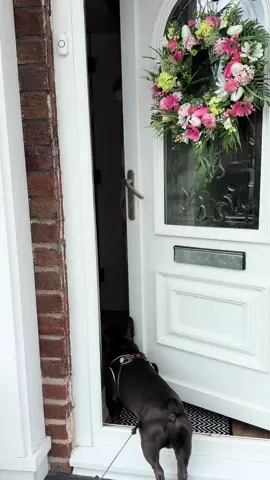She loves him really 😂😂 #frenchbulldog #funnytiktok #swearingnana #nana #irish