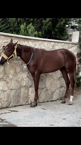 #خيل_وخياله🐎 #الوالي🧿 #مشاءالله 
