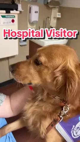 Best bedside visitor #goldenretriever #servicedog #hospital 