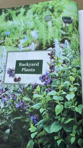 Grab The Forgotten Guide to Plant Remedies at the cart.  #BookTok  #plantremedies   #forgottenguidetoplantremedies  #tiktokshopcreatorpicks 