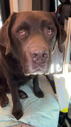 That drool at the end tho. #petlab  #probiotics #doghealth #petlabco #dogsupplements 