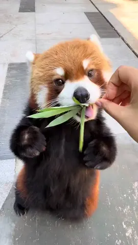 【望仔摇摇乐的作品】我真的生气了！！# 小熊猫 # 家有萌宠小可爱 