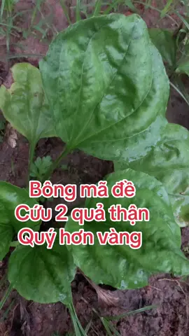 Tác dụng của cây bông mã đề #soithan #suythan #suythanmantinh # @Mẹ thỏ 0339.133.786 # @Mẹ thỏ 0339.133.786 # @Mẹ thỏ 0339.133.786 