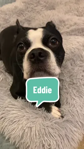 Mister Ed #eddietheboston #bessietheboston #winnietheboston 