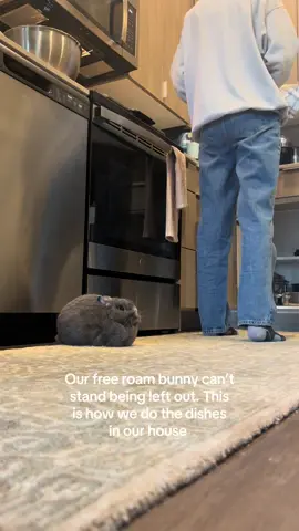 King of fomo. #bunny #bunniesoftiktok #bunniesofinstagram #bunnies #bunmom 