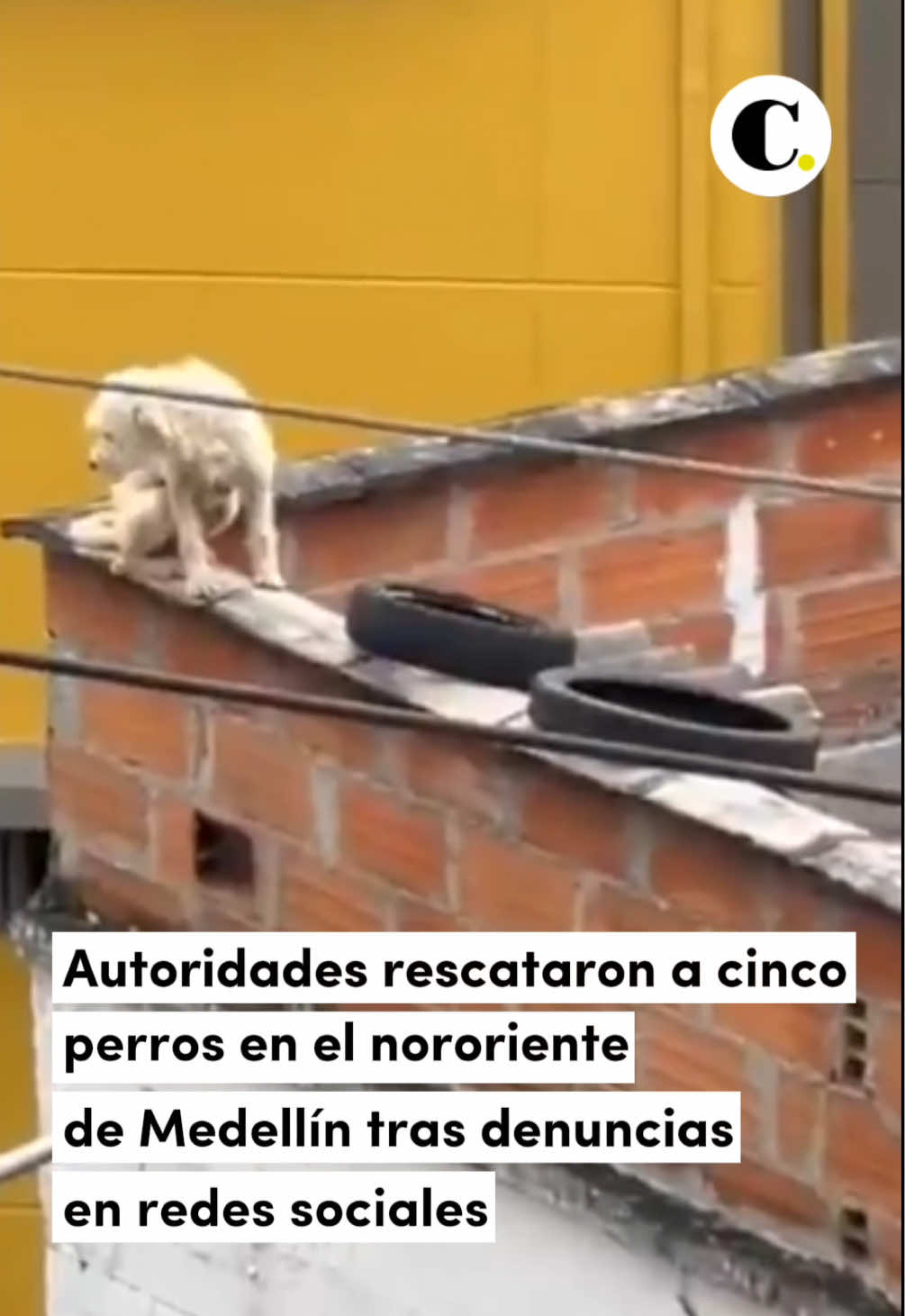 💔 Las autoridades ambientales de Medellín desplegaron un operativo en el nororiente de la ciudad luego de recibir una denuncia de presunto maltrato animal contra cinco perritos. La intervención y el rescate de los caninos ocurrió en el barrio Manrique, en donde vecinos de una casa publicaron a través de redes sociales un video en el que se los veía acostados en la terraza de una casa, expuestos al sol y al agua y, aparentemente, sin comer durante algún tiempo.  #Noticias #Medellín