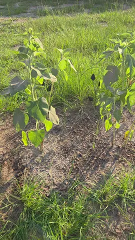 #littlefarmfamily #familyfarm #sunflowers