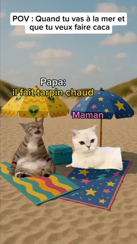 #meme#chat#drole#plage
