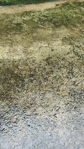 Asmr satisfatório, retirando todo o lodo do chão, saudades da chuva 🌧️  #limpezasatisfatória  #asmrlimpeza  #limpezadacasa  #videosatisfatorio  #cleaning  @Josi Carvalho Asmrs 
