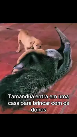 Os animais são engraçados#animais #foryou #fyp #fofo 