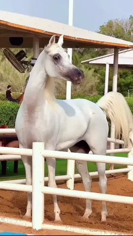 #والروح_ياروح_الروح_للقاك_مشتاقه #الخيل_عشق_لاينتهي #الخيل_العربي_الاصيل #خيل_وخياله🐎 @♞ *灬𝐸𝓁𝒻𝒶𝓇𝑒𝓈 灬* ♞ 