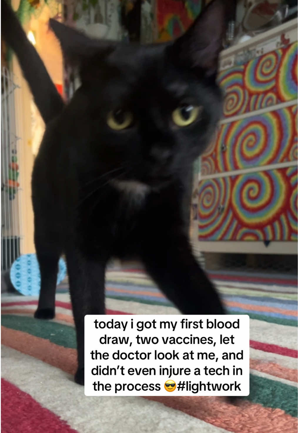 proud mom activities #xyzbca #viral #trending #explore #vetmed #cat #cattok #catsoftiktok #void #voidcat #myson #son #child #kitty #fy #fyp #explorepage #vetmedtok #vettechtok #vettech 