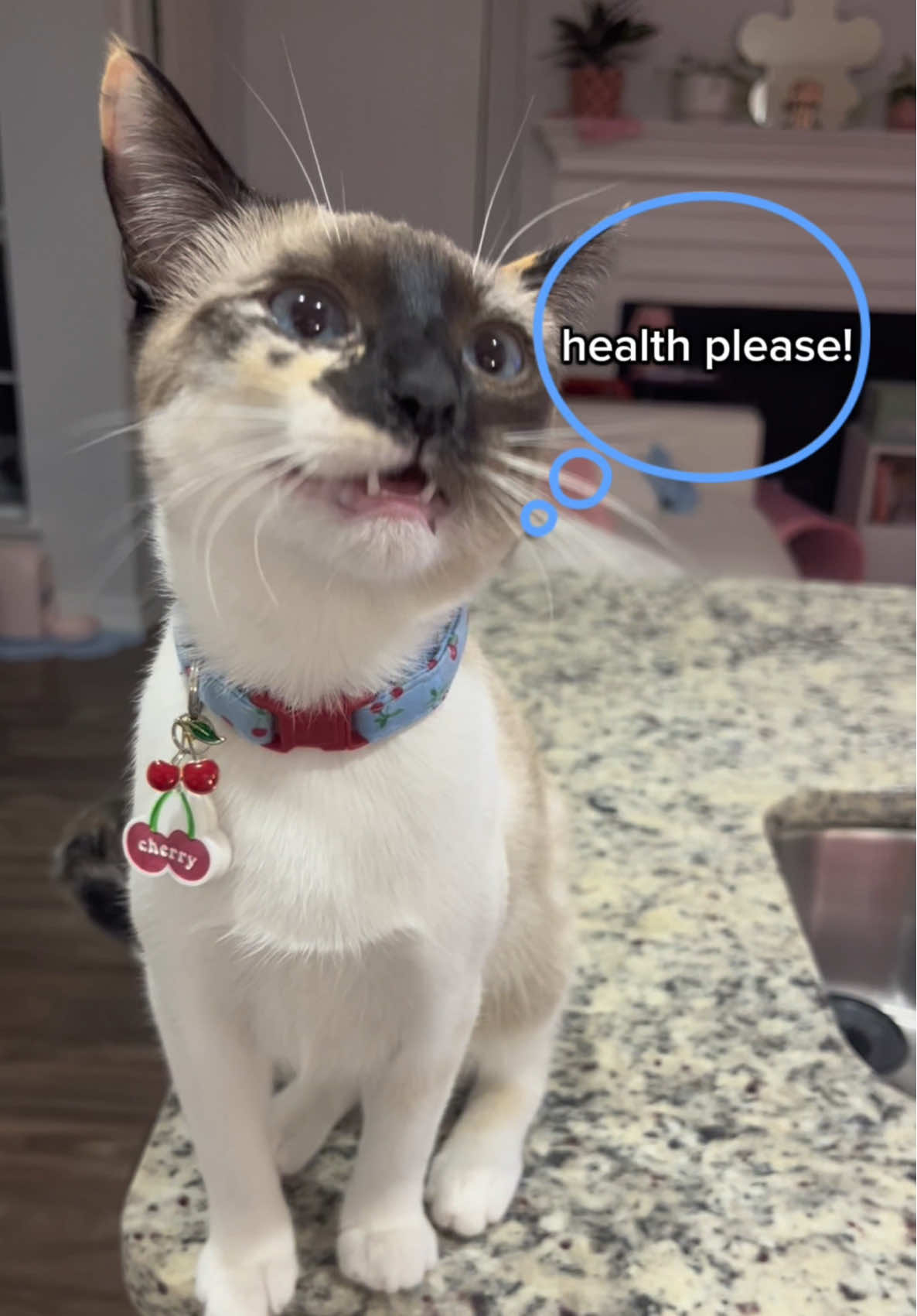 #ad pet insurance is so important for all pet owners!! 🐈‍⬛ whether you just got a new kitten or you have had your kitty for years… @Healthy Paws Pet Insurance 🐾 is a pet insurance to support you in getting your cat protective care with the vet of your choice without financially burdening you 😸 #healthypawspartner 
