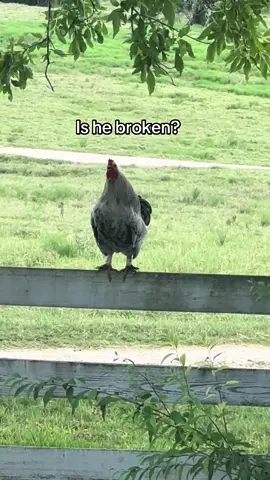 PLEASE!!! Yall gotta hear one of my cockerels!! 😭🤣 #rooster #chicken #farmlife #farm #funny 