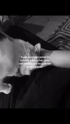 Mi manchitas🐱🕊️ #gatita #fallecio #tristes #mimindosefuecontigo #paratii 