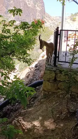 #canliyayin 🦌