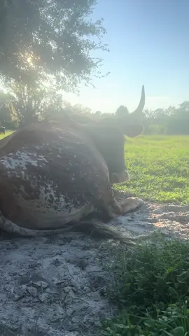 #fyp #horse #horsey #horsetok #horsetok #equestrian #Tennesseewalker #rocky #rockymyhorse #cow #heifer #browncow #bull #grass #grasspuppies #outside #animal #ranch #fl #hopelessranch #rockyandpoohbear #sunset #dinner #afterdinner #relax #rest #endofday 