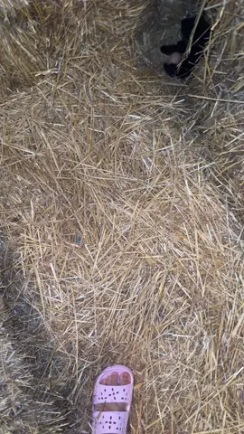 #farm #farmlife #farmtok #farming #farmer #farmhouse #fashiontiktok #cats #catsoftiktok #catlover #cattok #funny #funnyvideos #funnyvideo #funnymoments #funnytiktok #viral #fyp 