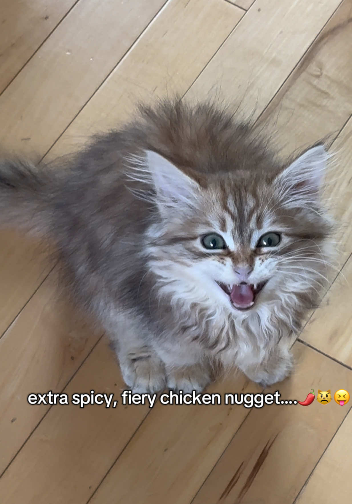 crazy chicken nugget! #catsoftiktok #kittycat #siberiancat #meow #floof 