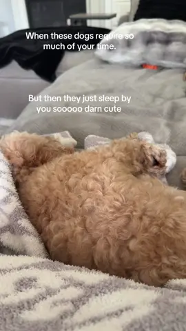 My full-time job is actually being a dog mom. I wouldn’t change it for the world. I love them so much grateful.