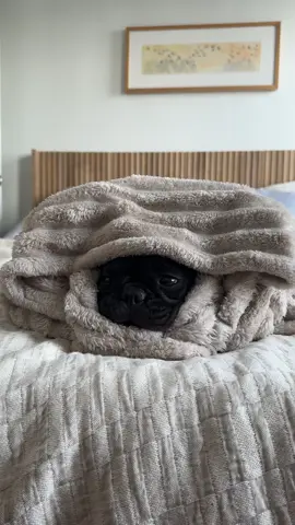 Sneaky little burrito pup!! #fyp #frenchiesoftiktok #dogcommunity #frenchielovers #frenchbulldog 
