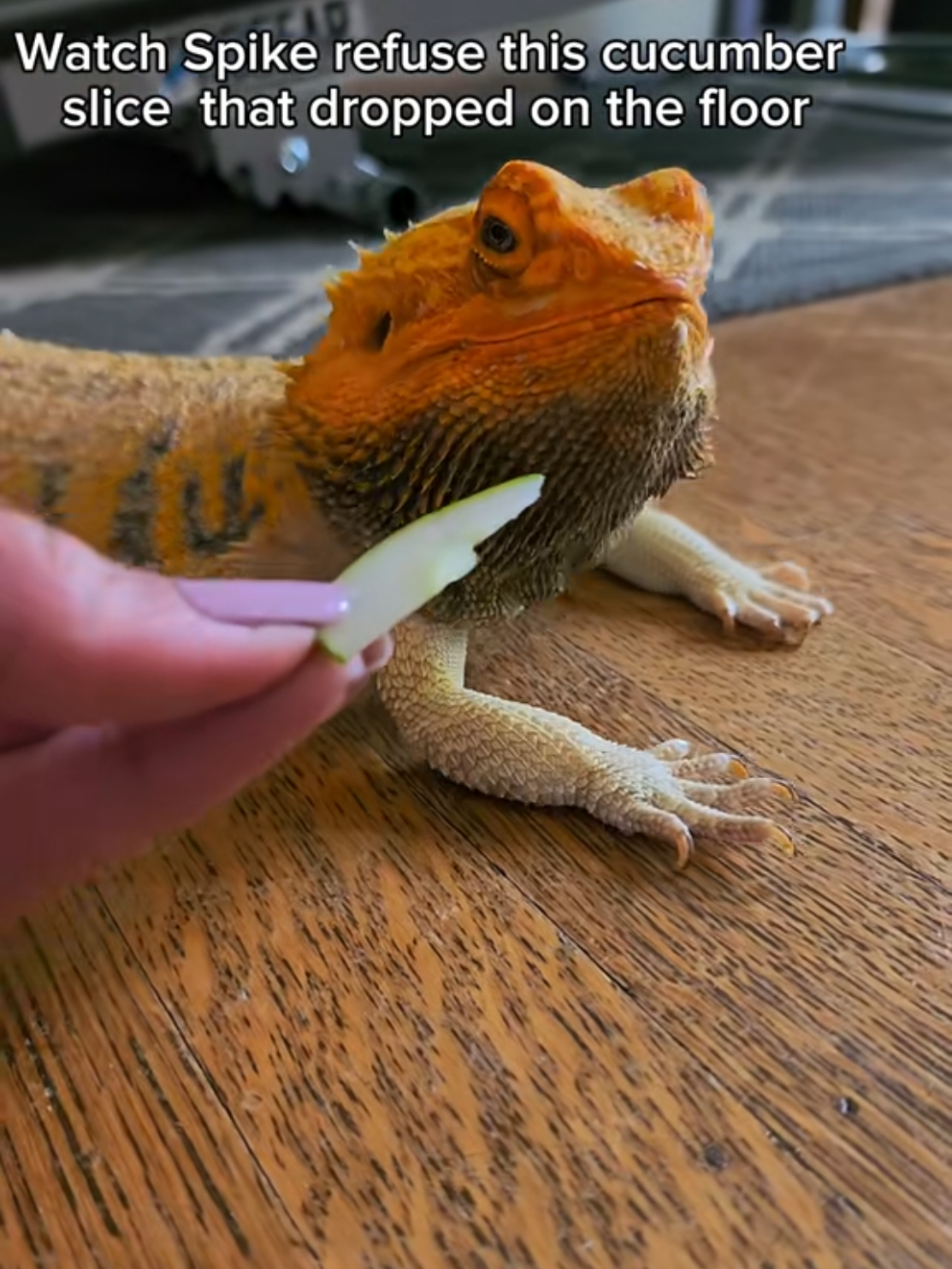 Mom, it's seasoned with dust...no thank you 😂 #fyp #beardeddragon #cucumber #onthisday 
