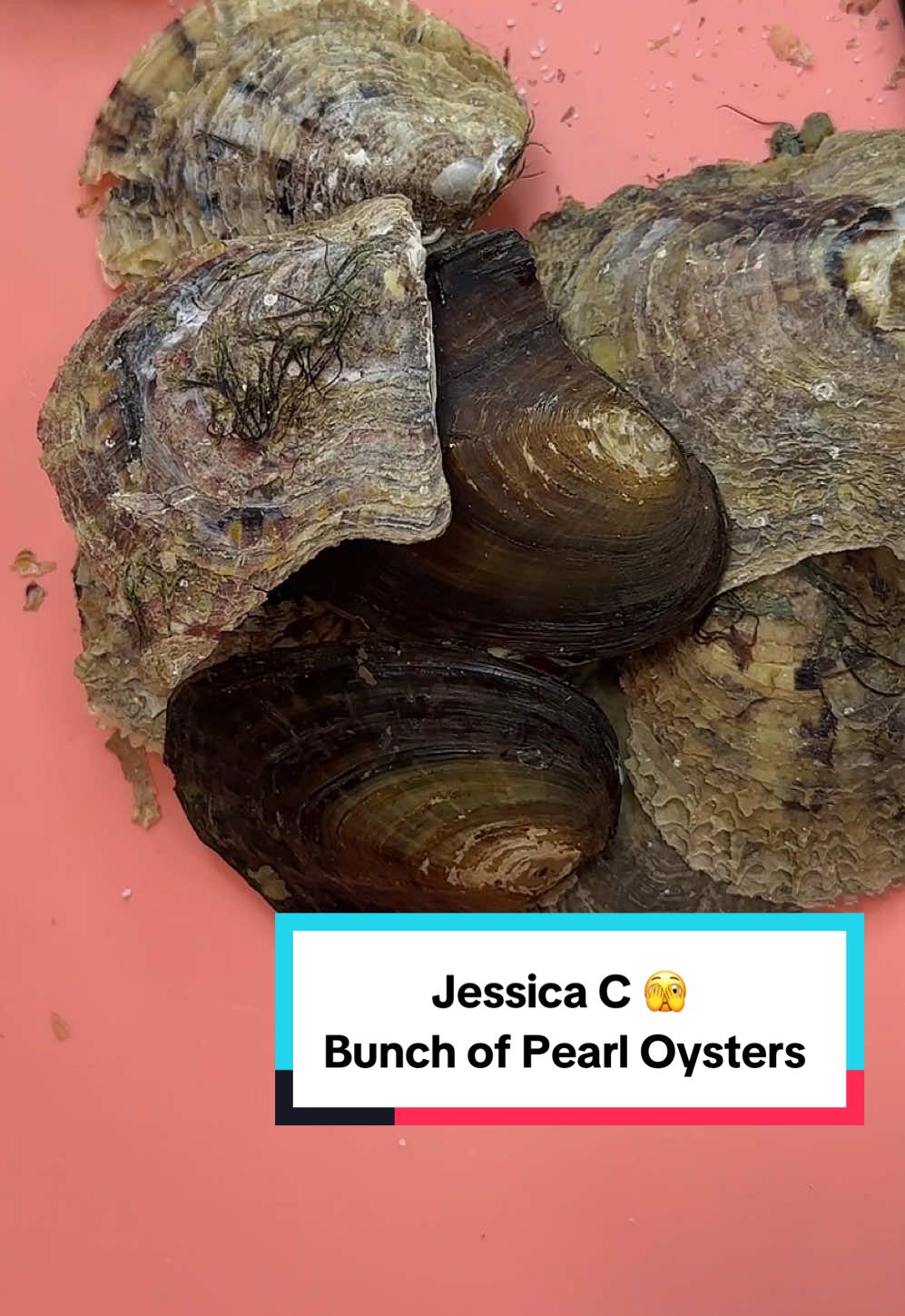 Jessica C. 🫣  Bunch Pearl Oysters  Tik tok DezLin Oyster Video - you can open at home or we can do a video -to order link in bio or go to DezLin.com Based in USA, California 🇺🇸 Thank You, We appreciate your order   #pearlparty #edisonopening #pearls #pearl  #oysteropenings  https://dezlin.com/search?q=oysters&type=product&options%5Bprefix%5D=last @jessicacarroll427 