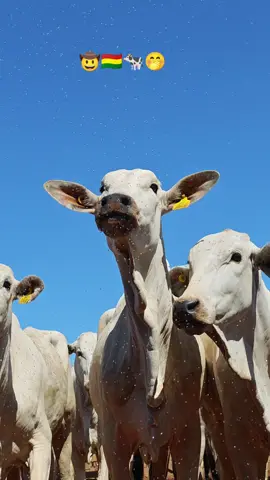 #bovinos #vacas #bolivia🇧🇴 #nelore @karen @Jesus Alvarez @🫐🌊ali🌊🫐 @Luiz Ángel Becerra💎 @Raúl Álvarez Opi @Ashly Álvarez Hervas 