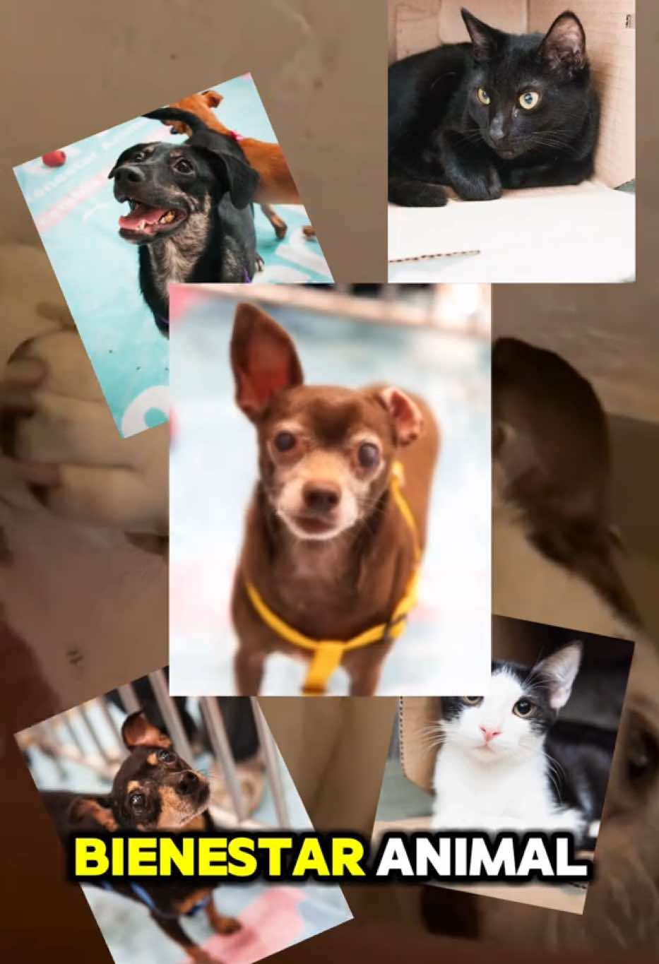 Hoy quiero  darle las gracias a La Perla por la gran labor que hace con nuestros perros y gatitos.  Desde mi proceso como Santiago Acevedo, creo que el cuidado de los animales también habla de la sociedad que estamos construyendo: una Medellín más consciente, más responsable y más humana. 💙 Porque los perros y gatos nos enseñan lo más valioso: la lealtad y el cariño verdadero. JuventudConsciente #JóvenesPorElCambio #LaJuventudNosTomamosMedellín #JuventudResponsable