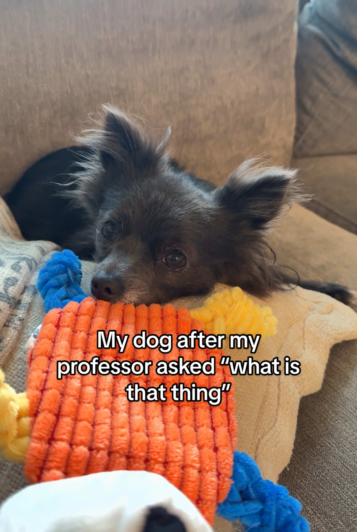 He also asked if Cassie was a raccoon 😔 #pomeranian #rude #blackpomeranian #ashby #funnydog 