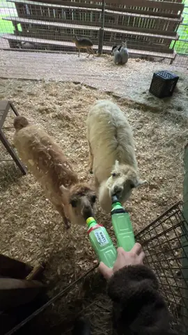 Things get crazy around here 🍼🦙 #fyp #foryoupage #farmlife #fypシ 