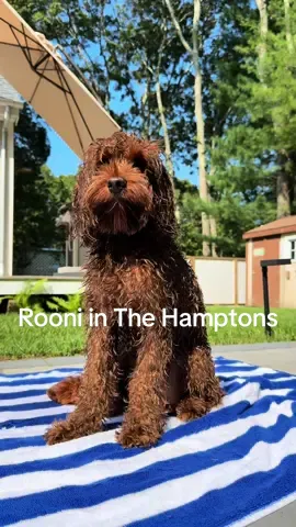 Rooni’s first time in The Hamptons!!! #labradoodle #thehamptons #dogtravel #dogsoftiktok #outeast 