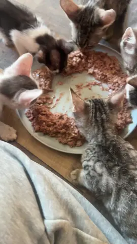 #furbaby #cat #catsoftiktok #kittycat #kitty 