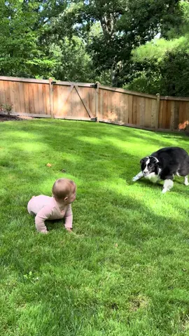 Pro zoomer #babiesoftiktok #dogsoftiktok #zoomies 