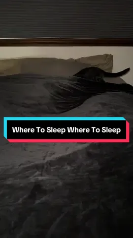 All struggling this week too it seems, least Hunter’s struggle is just finding the right place to nap😅😹 #cat #catsoftiktok #catvideo #foryou 