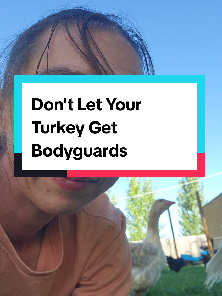 Replying to @lucygracefarm You now are going to be forever harassed by a turkey , mine has body guards. #petturkeys #petturkeysoftiktok #geese #geeseoftiktok #bodyguards 