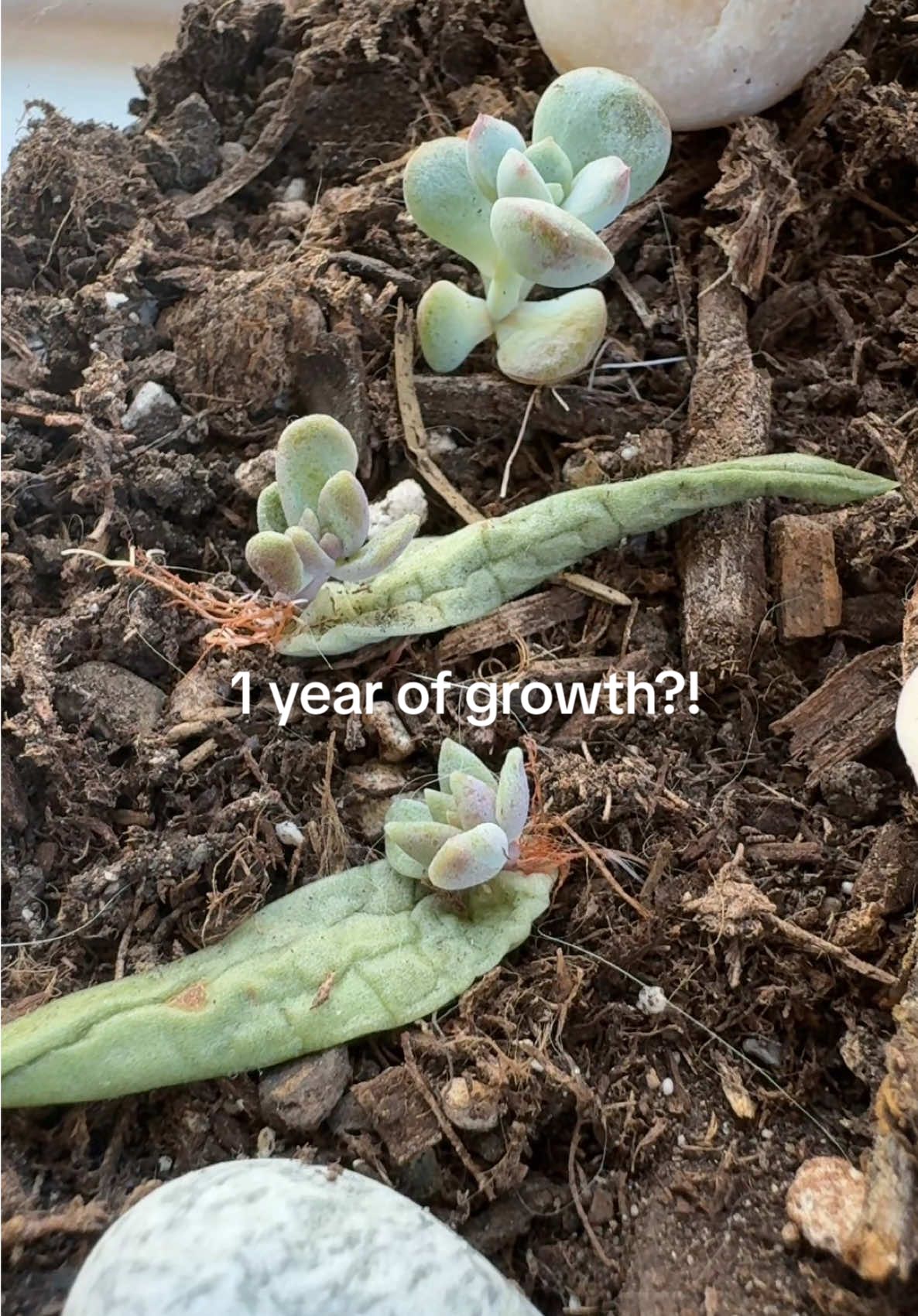 Am I doing something wrong or do they actually just take this long to grow?? I love propagating now and have a whole bunch of baby plants from it, these were literally my first plant props and they are also by far the slowest haha  #succulents 