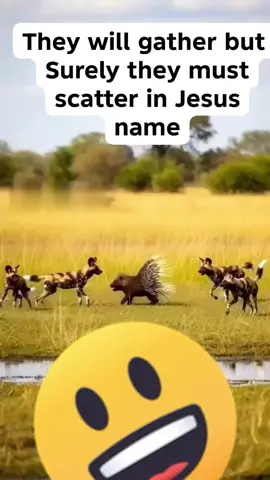 My enemies will scatter #zimcomedy🇿🇼🇿🇼zimtiktok🇿🇼🇿🇼 #fyppppppppppppppppppppppp #zimsatiktok🇿🇼🇿🇦 #foryoupage #zimsatiktokers🇿🇼🇿🇼🇿🇦🇿🇦 