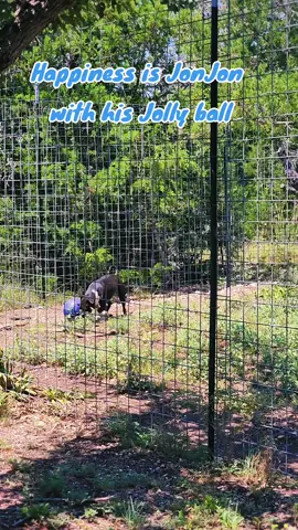 JonJon and his #jollyball #ballislife  #shelterdog #rescuedog 