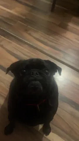 #pug #🥷🏻