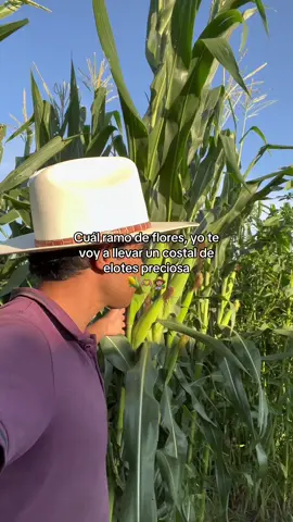 Si no ? 🌽🧑🏽‍🌾 #agro #agronomia #viral #paratii #siembra 